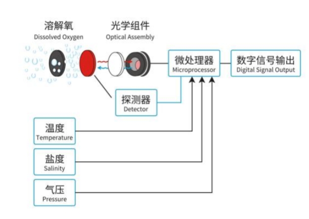 溶解氧傳感器